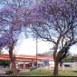 Jaracanda Tree