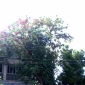 clci-2007